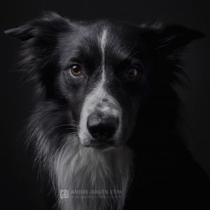 Hundefotografie André Bauer